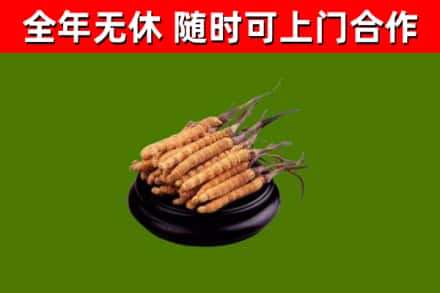 叙永县回收散虫草