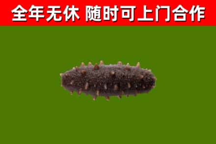 叙永县回收海参干